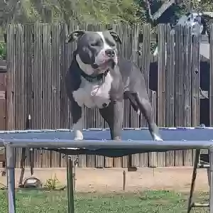lost male dog loki