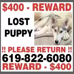 lost male dog rocket