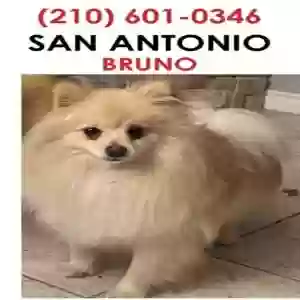 lost male dog bruno