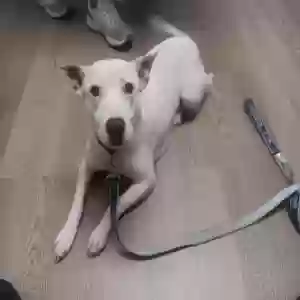 lost female dog rosie