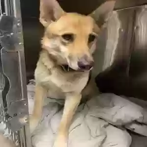 found female dog unknown