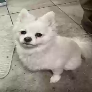 lost female dog bee bee