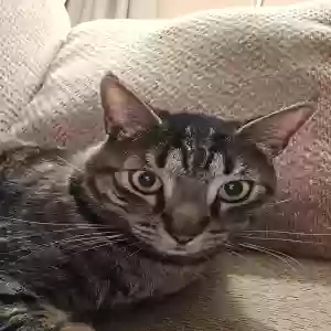 lost male cat morty