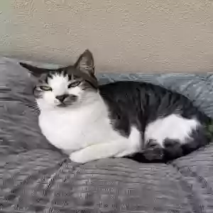 lost female cat dora