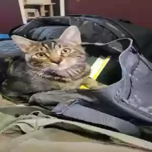 lost male cat five