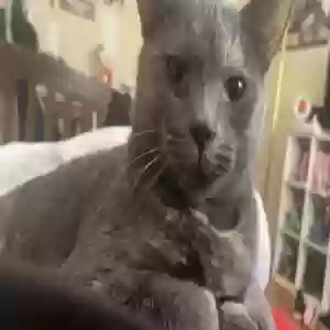 lost female cat mocha