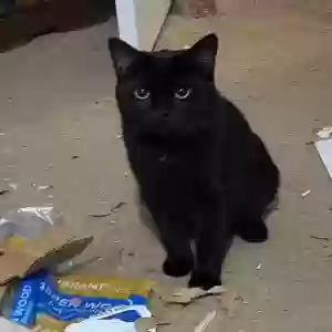 lost female cat kekoa