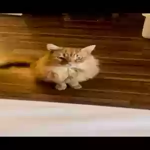 lost male cat nicolás or nico