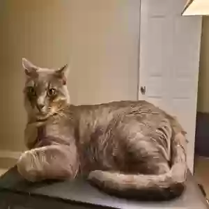 lost male cat sneaker