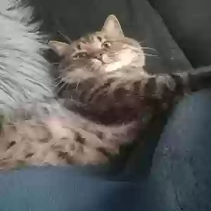 lost male cat bad baby