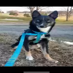 lost female dog bailey