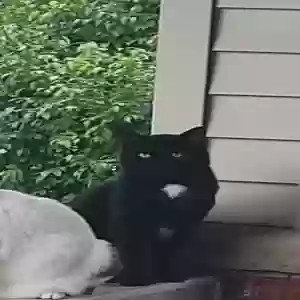 lost male cat night