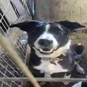 lost female dog chula