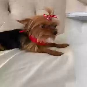 lost female dog ella