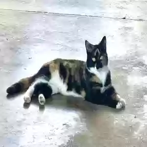 lost female cat kitty-kat