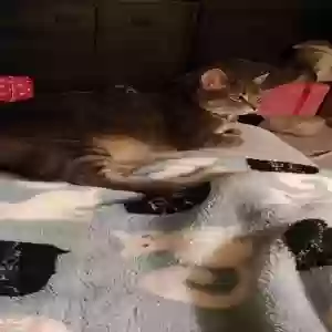 lost female cat luna