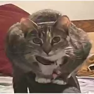 lost female cat selma