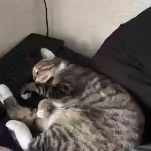 lost female cat selma