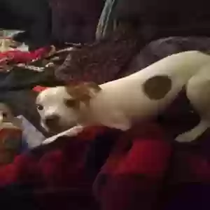 lost male dog patches