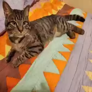 found male cat unknown