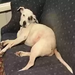 lost female dog pick pocket
