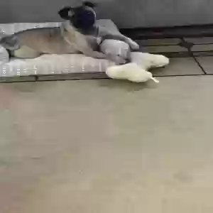 lost male dog manolo