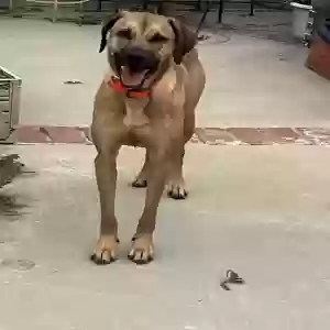 lost female dog rita
