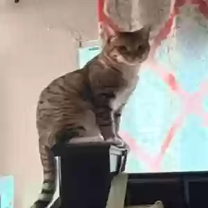 lost male cat prince