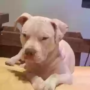 lost male dog fatboy