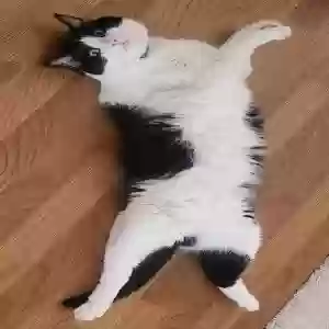 lost male cat salem