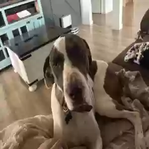 lost male dog auggie