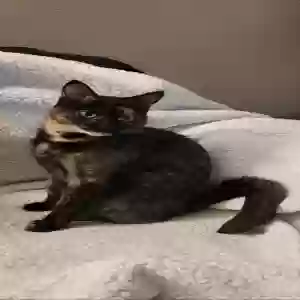lost female cat phoenix