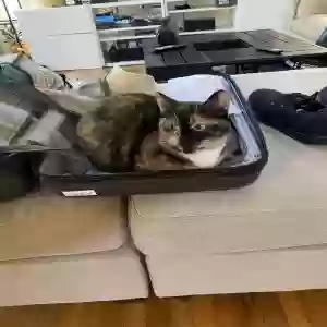 lost female cat francine