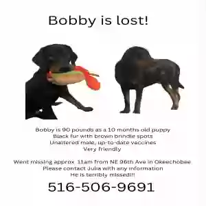 lost male dog bobby