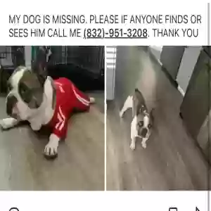 lost male dog sachi