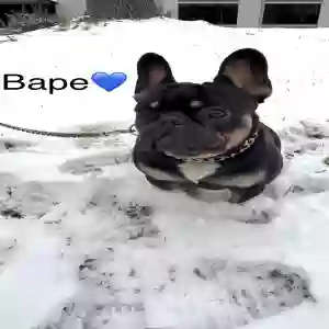 lost male dog bape