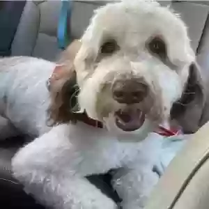 lost male dog august (auggie)