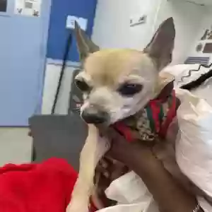 lost female dog unknown