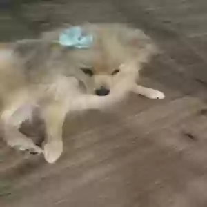 lost female dog canela biggie