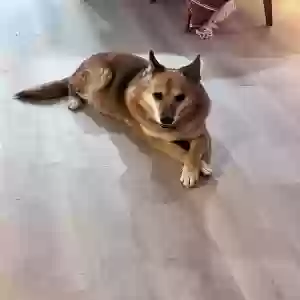 lost female dog foxy