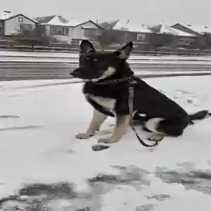 lost male dog charlie