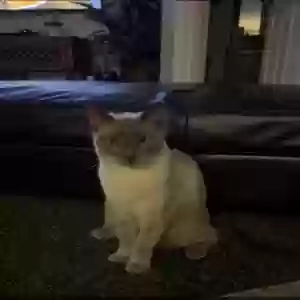 lost male cat unknown
