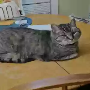 lost male cat fat boy