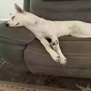 lost female dog missy