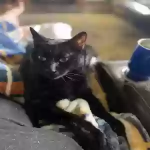 lost male cat bobo