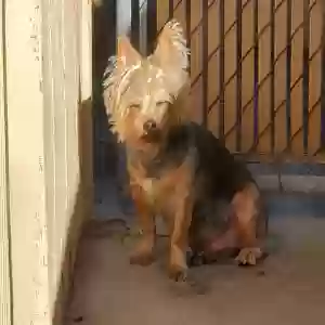 lost male dog milo