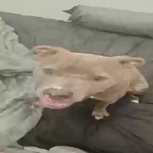 found male dog unknown