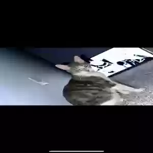 lost female cat amara