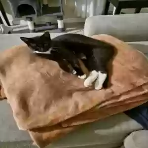 lost male cat ryuk (ree-yook)