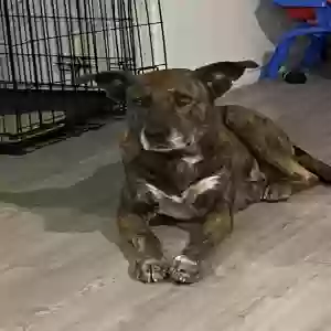 lost female dog duchess